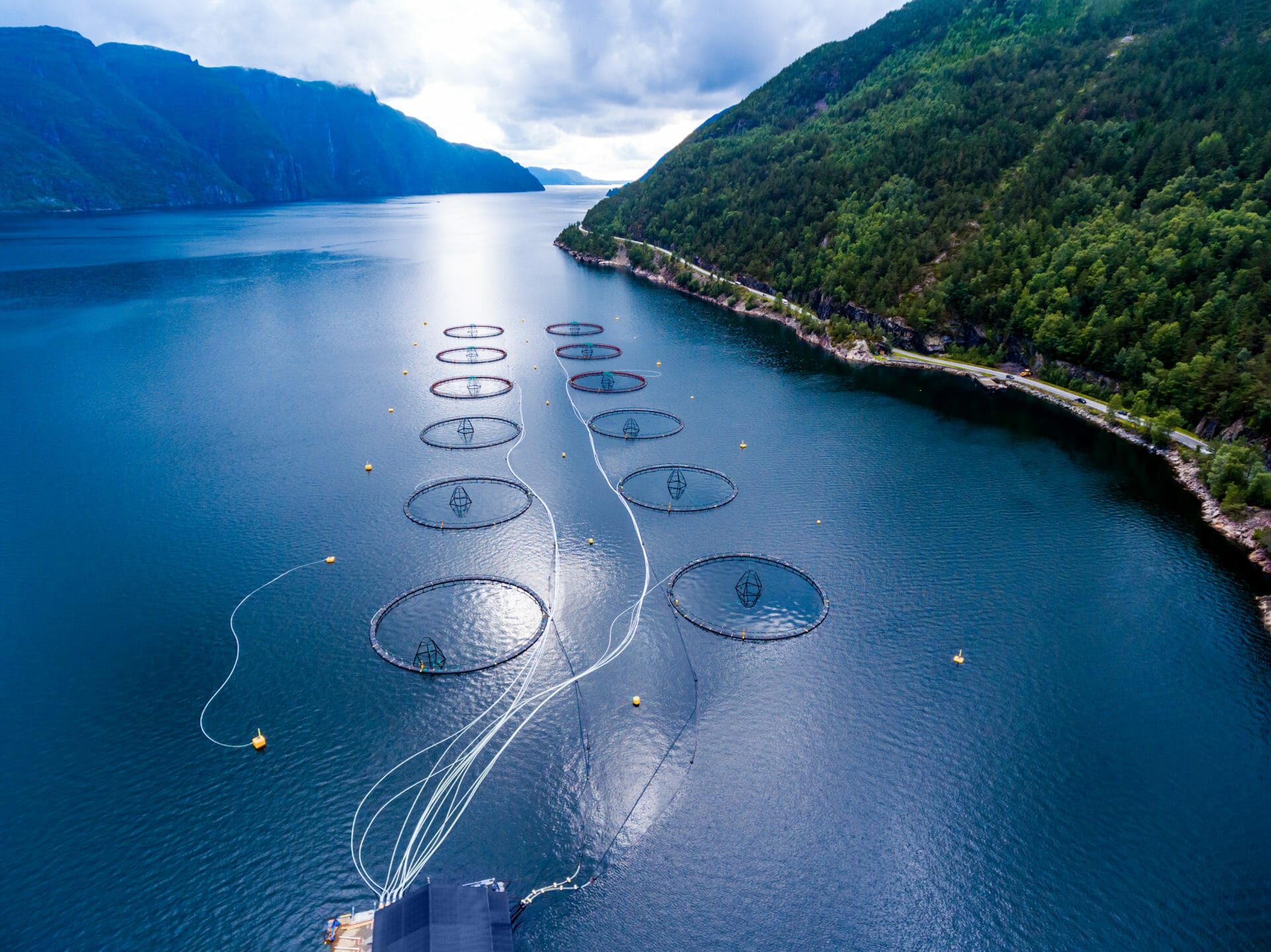 Bilde av en fjordarm i Norge der det er installert flere fiske merder for oppdrett av laks.